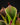 Heliamphora minor Auyan