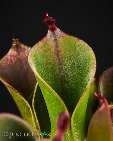 Heliamphora minor Auyan