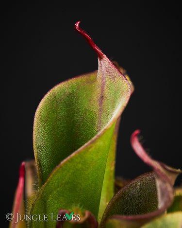 Heliamphora minor Auyan