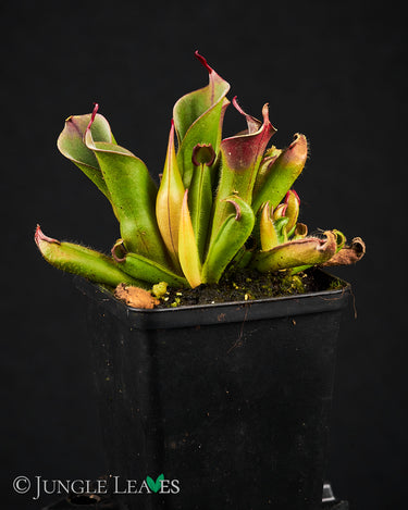 Heliamphora minor Auyan