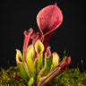 Heliamphora pulchella Churi