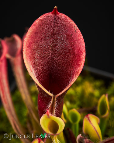 Heliamphora pulchella Churi