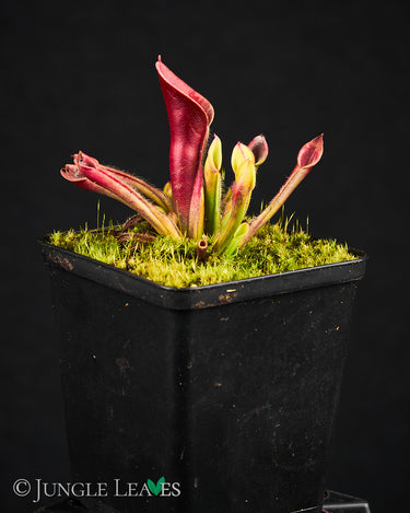 Heliamphora pulchella Churi