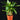 Heliconia psittacorum