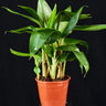 Heliconia psittacorum