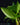 Heliconia psittacorum