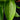 Heliconia psittacorum