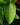 Heliconia psittacorum