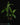 Heliconia psittacorum XL