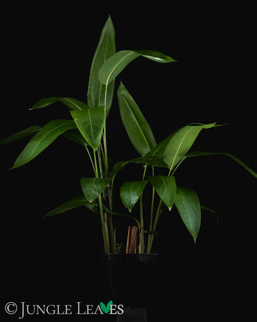 Heliconia psittacorum XL