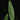 Heliconia psittacorum XL