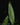Heliconia psittacorum XL