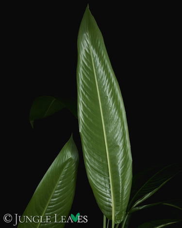 Heliconia psittacorum XL