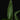 Heliconia psittacorum XL
