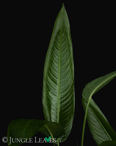 Heliconia psittacorum XL