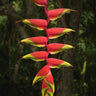 Heliconia rostrata