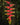 Heliconia rostrata