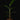 Heliconia rostrata