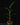 Heliconia rostrata