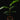 Heliconia rostrata