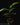 Heliconia rostrata