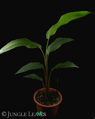 Heliconia rostrata