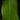 Heliconia rostrata