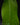 Heliconia rostrata