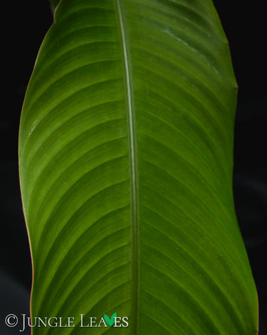 Heliconia rostrata