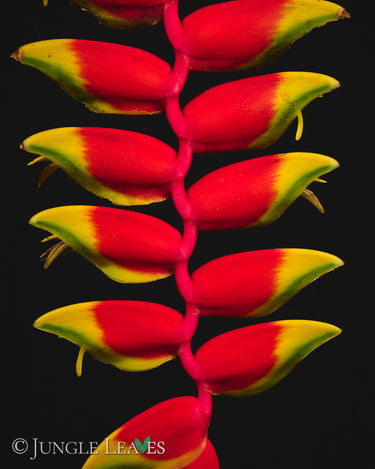 Heliconia rostrata (Hanging Lobster Claw)
