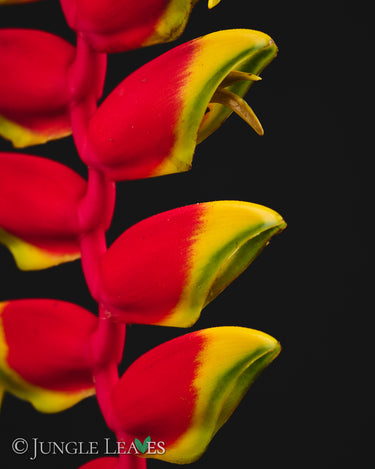 Heliconia rostrata (Hanging Lobster Claw)