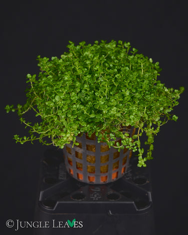 Hemianthus callitrichoides