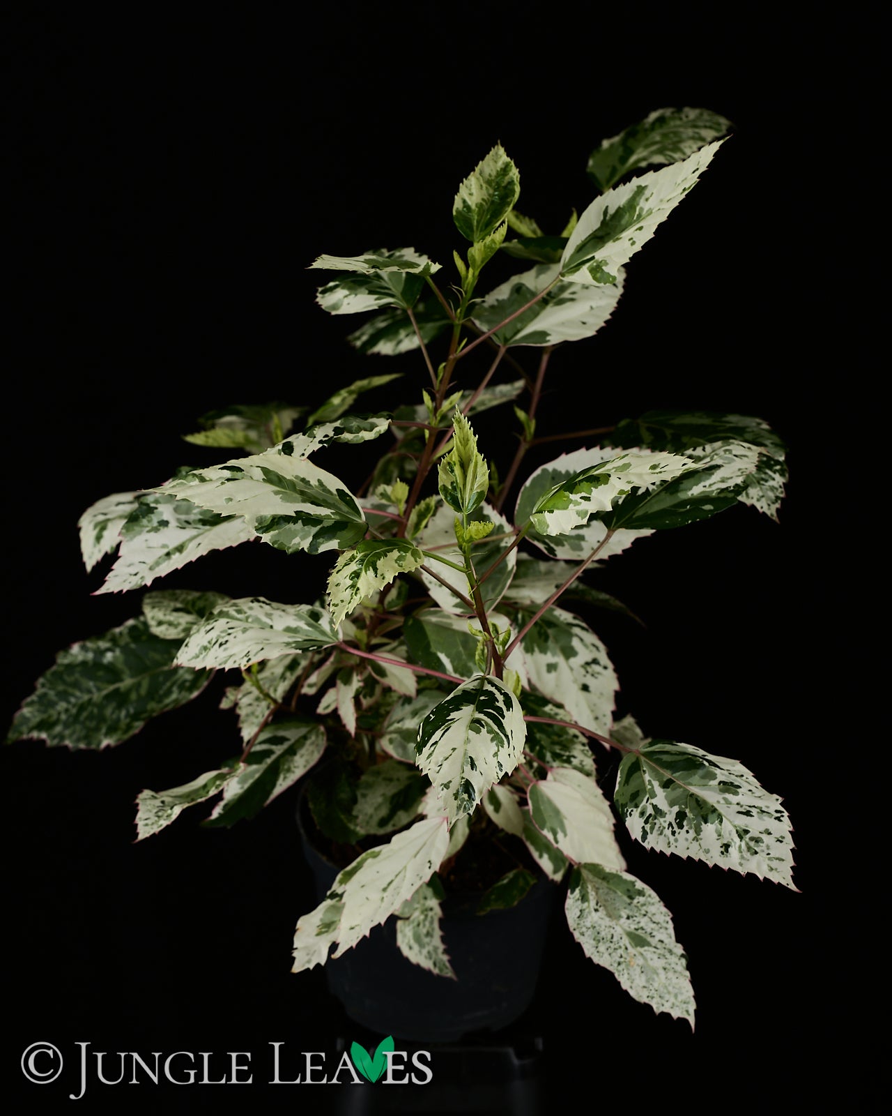 Hibiscus rosa-sinensis 'Variegata' 4,99€ bis 29,99€