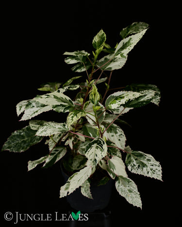 Hibiscus rosa-sinensis 'Variegata'