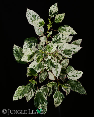 Hibiscus rosa-sinensis 'Variegata'