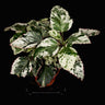 Hibisicus rosa-sinensis Variegata