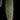 Hildewintera colademononis