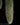 Hildewintera colademononis