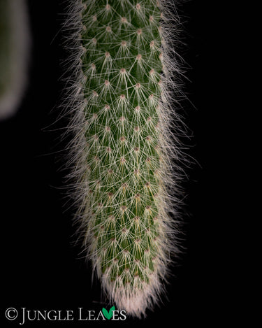 Hildewintera colademononis