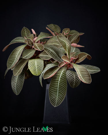 Hoffmannia discolor