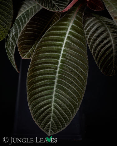 Hoffmannia discolor