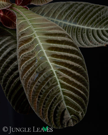 Hoffmannia discolor