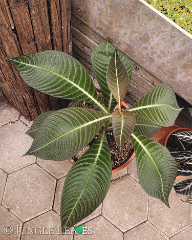 Hoffmannia ghiesbreghtii