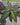 Hoffmannia ghiesbreghtii