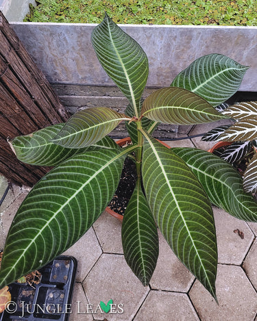 Hoffmannia ghiesbreghtii