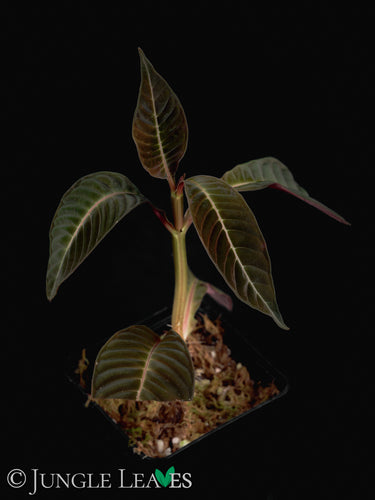 Hoffmannia ghiesbreghtii