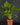 Homalomena rubescens
