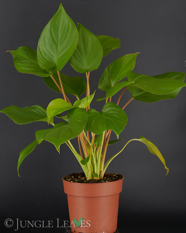 Homalomena rubescens
