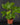 Homalomena rubescens
