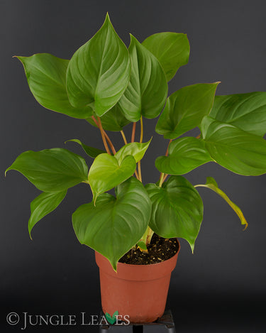 Homalomena rubescens